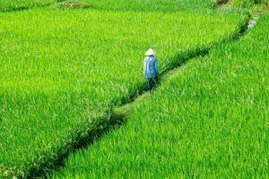có nên mua đất ruộng để đầu tư