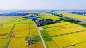 phân biệt đất thổ cư và đất nông nghiệp
