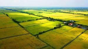 thuế khi chuyển nhượng đất nông nghiệp