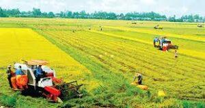 thuế khi chuyển nhượng đất nông nghiệp